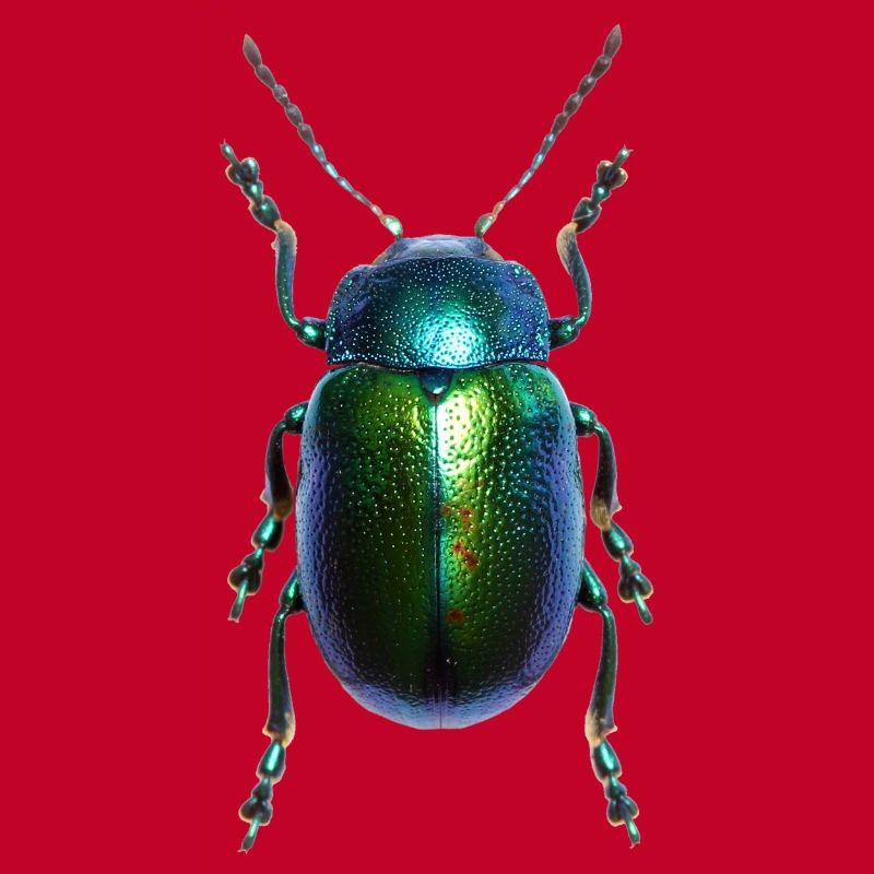 Bouclier Bug