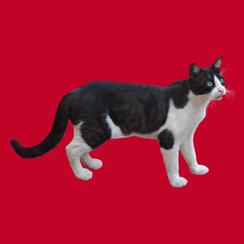 chat chat
