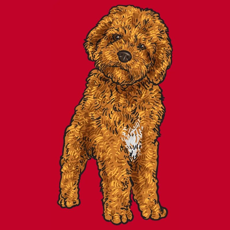 Cavapoo Capoodle Cavoodle Chien Cadeau