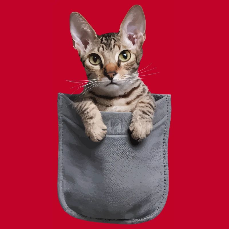 Devon Rex Katze in der Tasche Geschenk