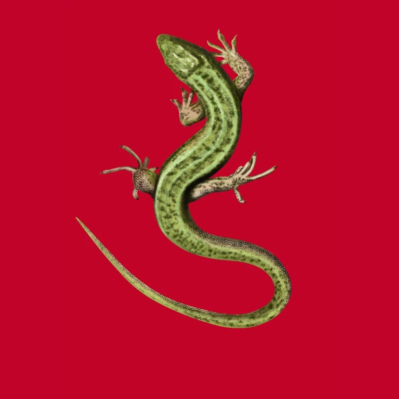 Lizard