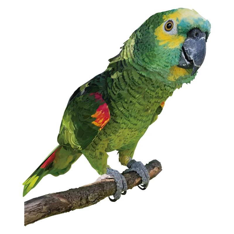 The blue-fronted amazon