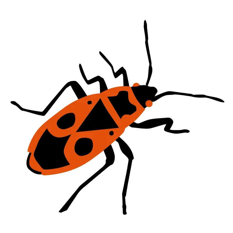 Fire beetle - insect - Firebug