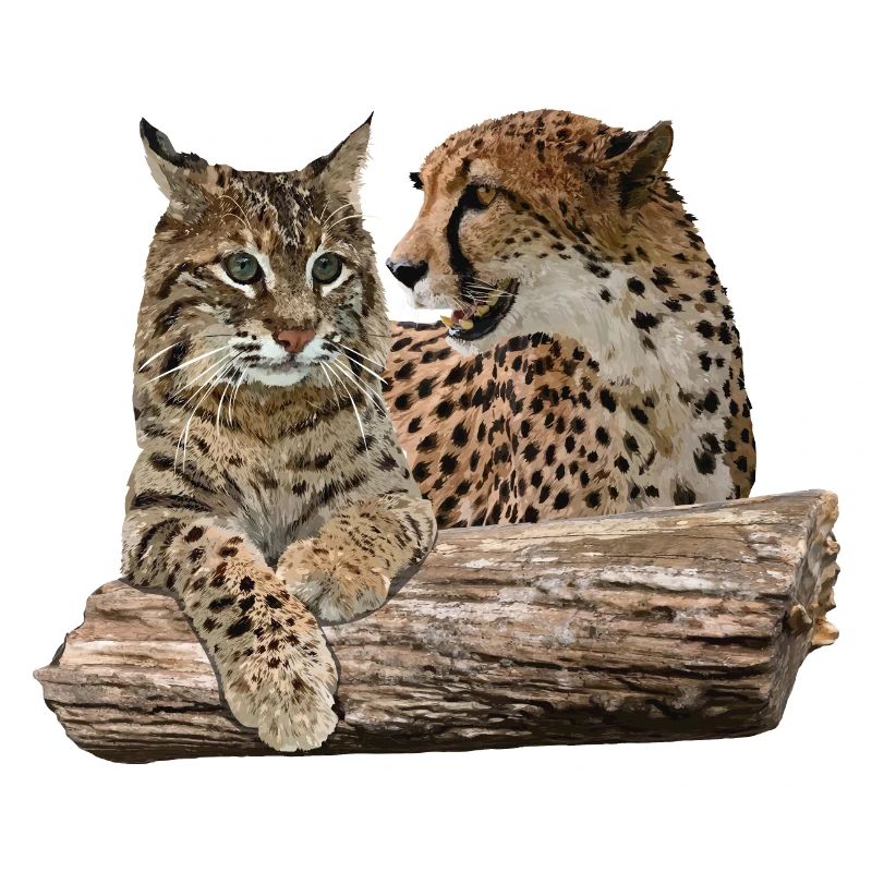 Lynx and Cheetah