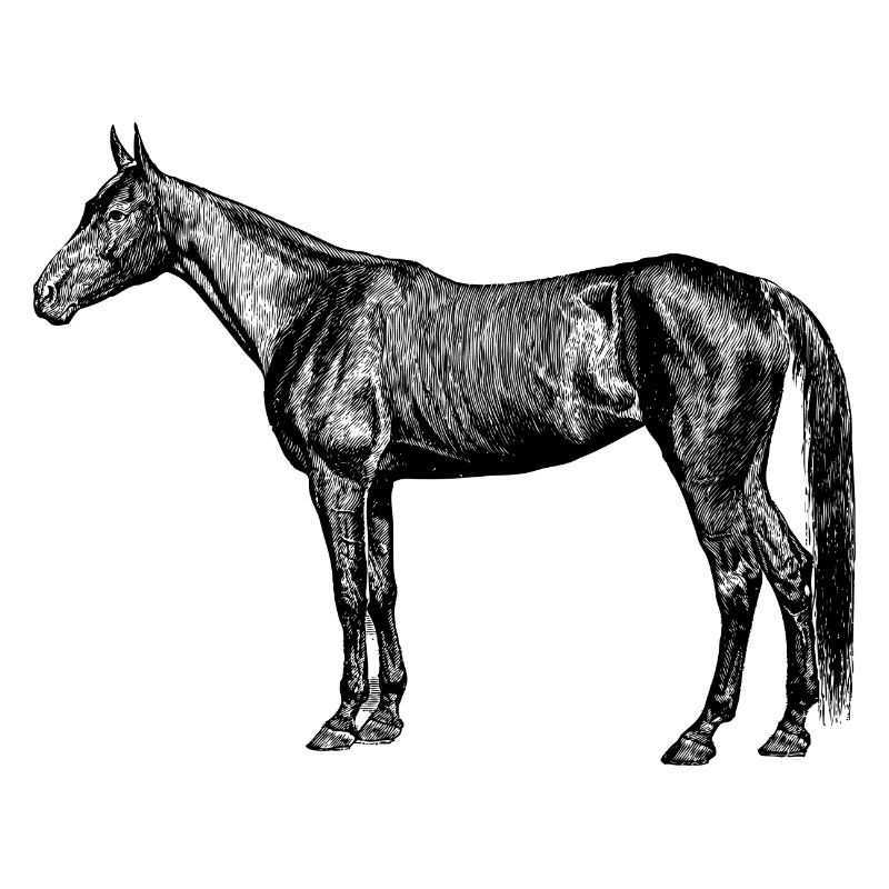 Pferde
