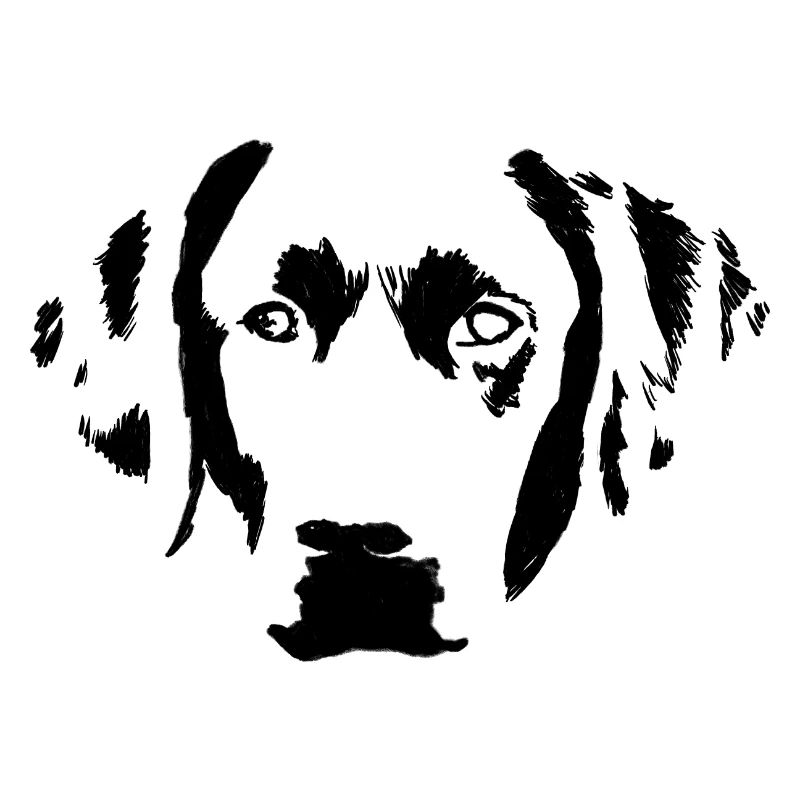 Junger Labrador Retriever in der Frontansicht