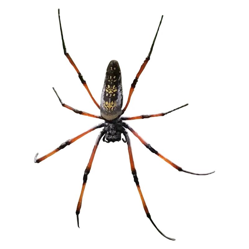 Spinne Nephila in Polygon Design