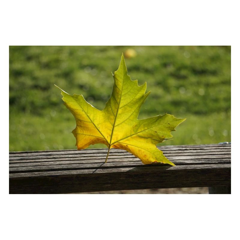 Feuille d’érable solitaire