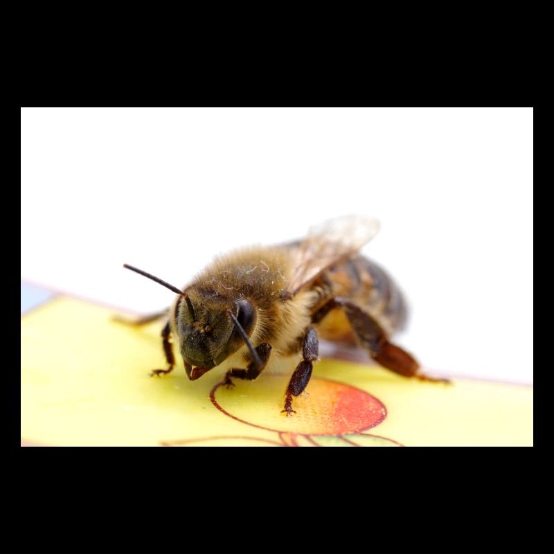 Beepicture