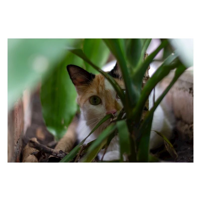 le chat au doux regard