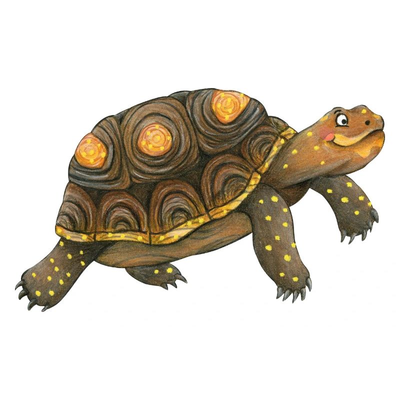 little turtle