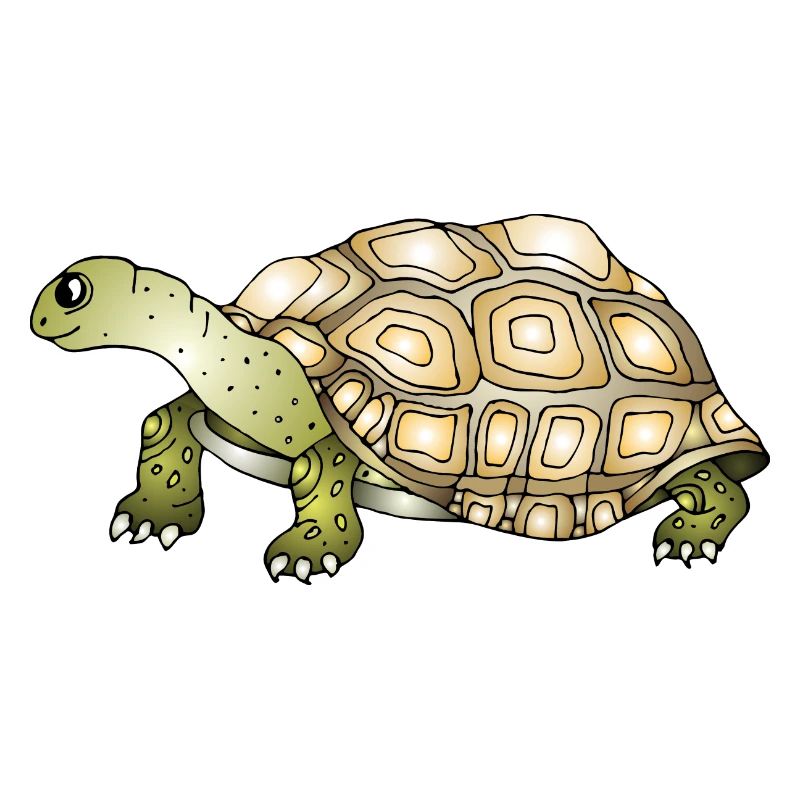 Tortoise