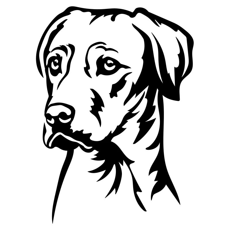 Rhodesian Ridgeback Head