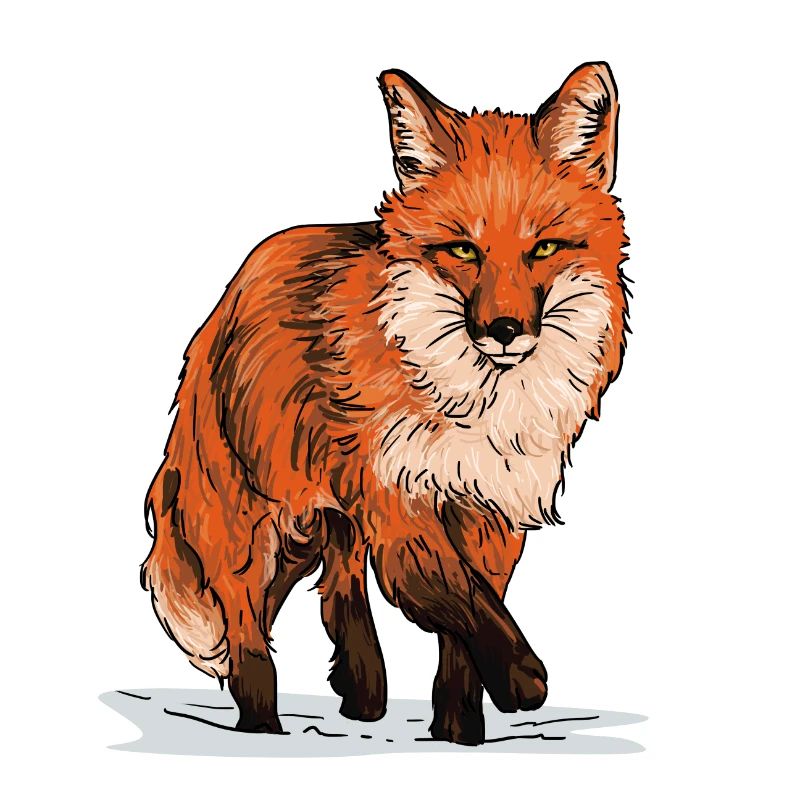 Fuchs in Wildbahn