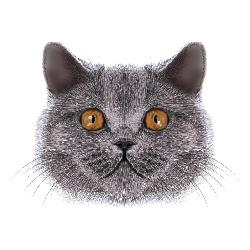 Britisch-Kurzhaar-Katze 
