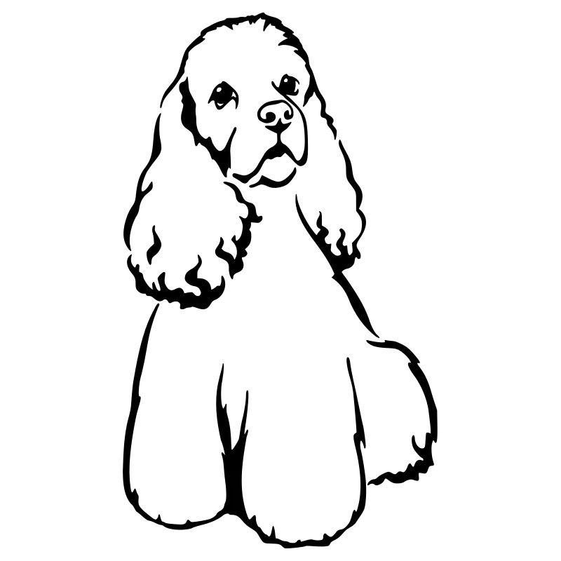 American Cocker Spaniel