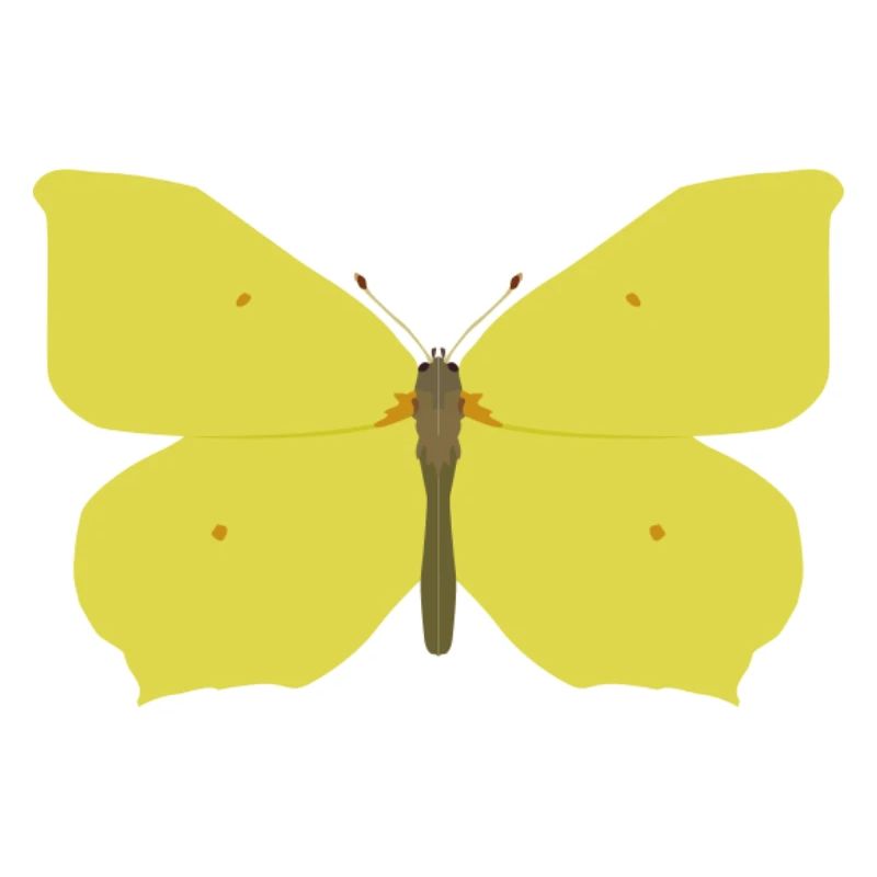 Papillons : Le papillon citron