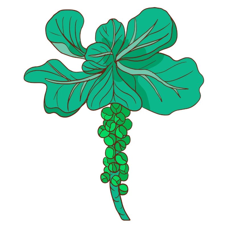 Brussels sprouts Brussels cabbage sprouts cabbage sprouts