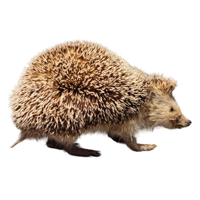 Igel