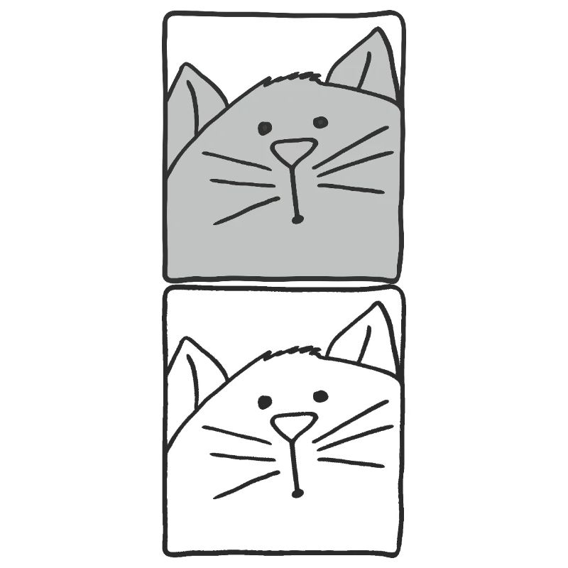 Chat gris et blanc