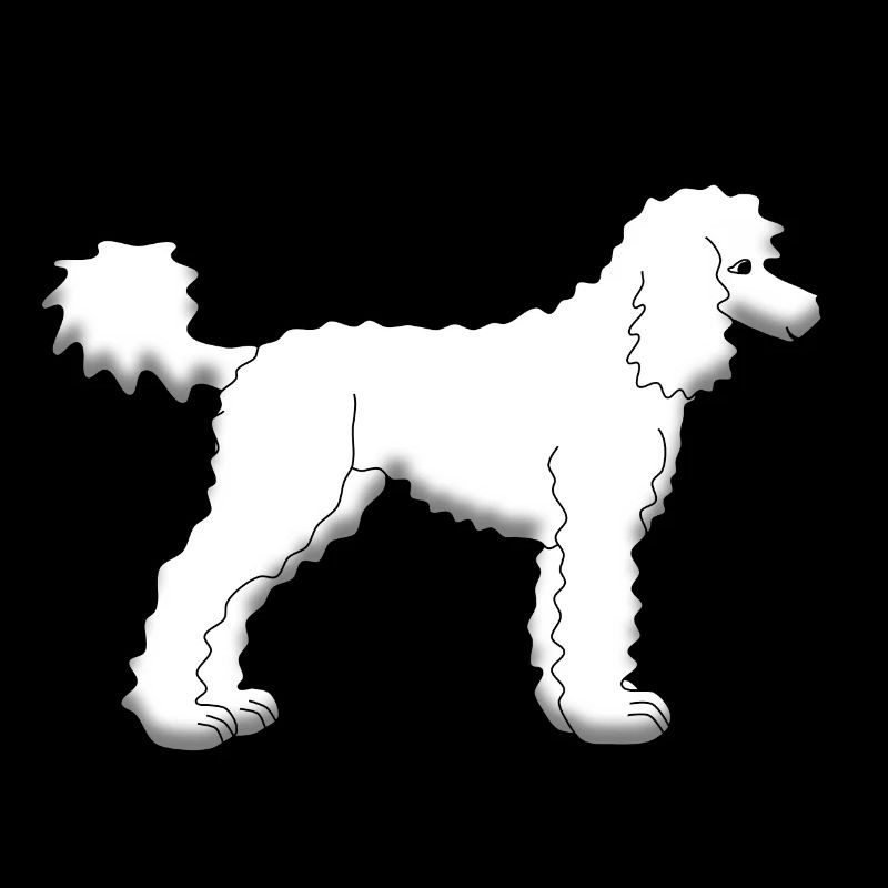 White poodle