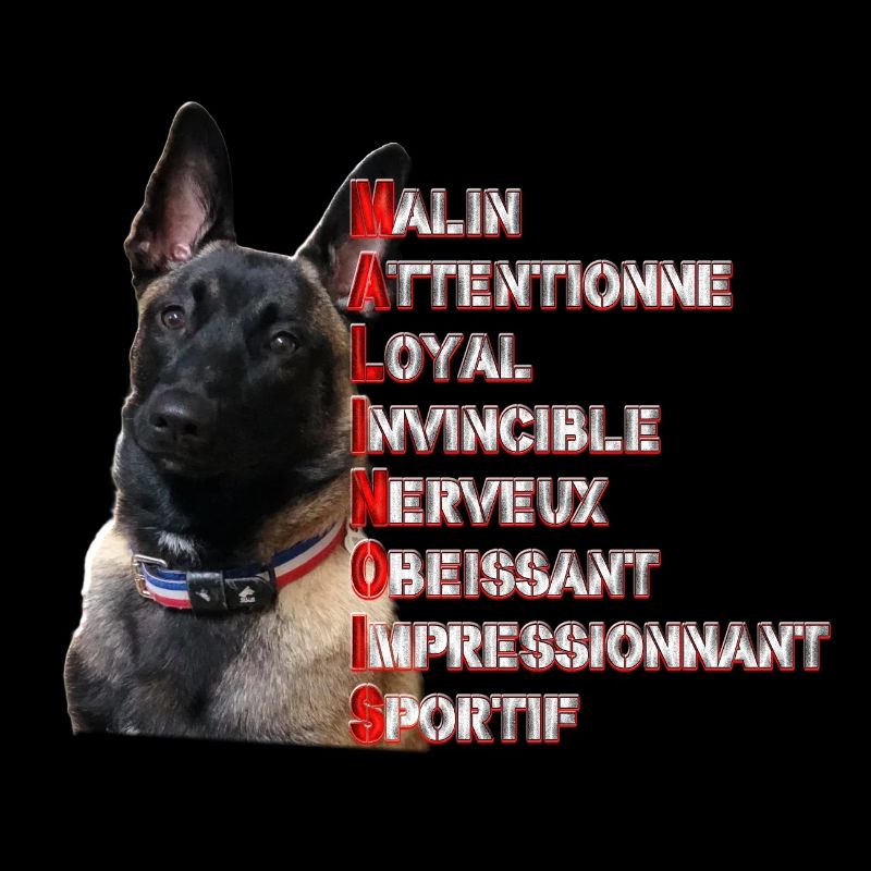 malinois