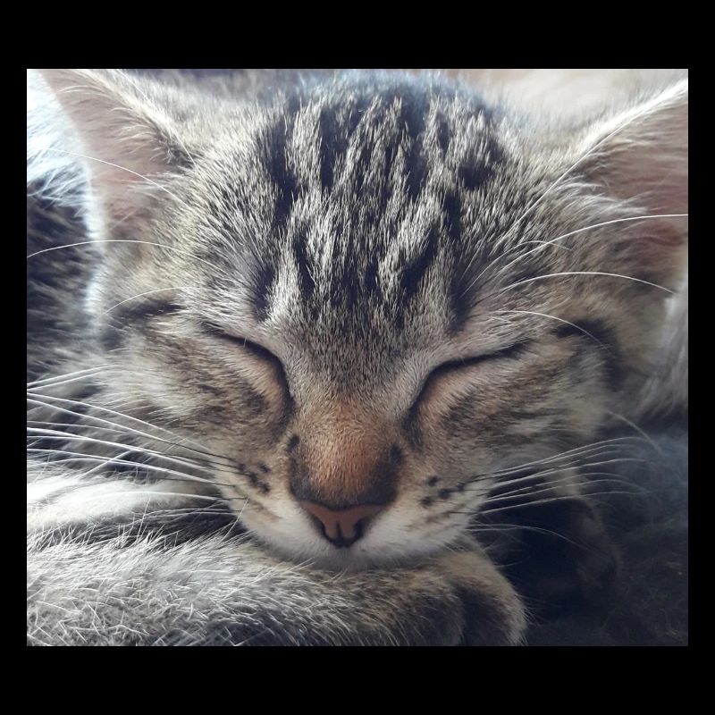 zenacat