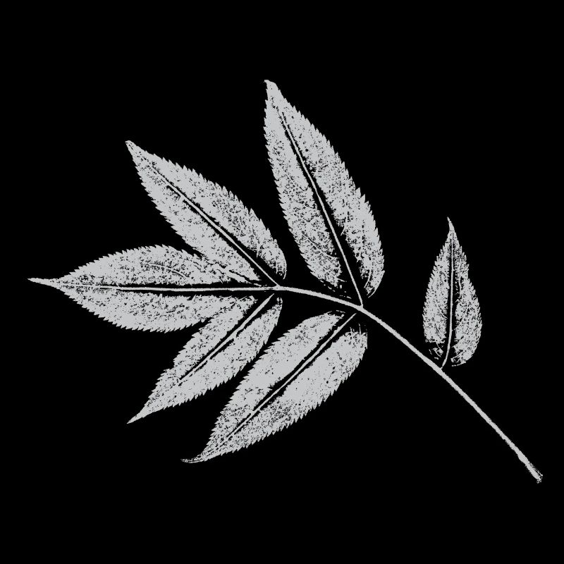 Blatt Esche - Natur & Wald Botanisch