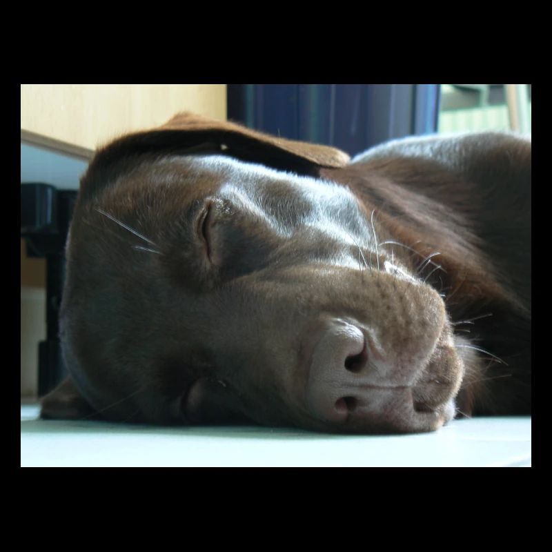 Mein Labrador
