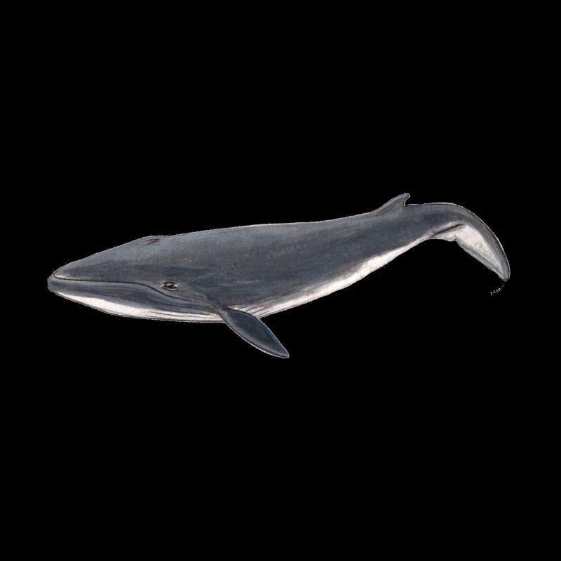 baleine bébé - baleineau Sei - Bébé Baleine
