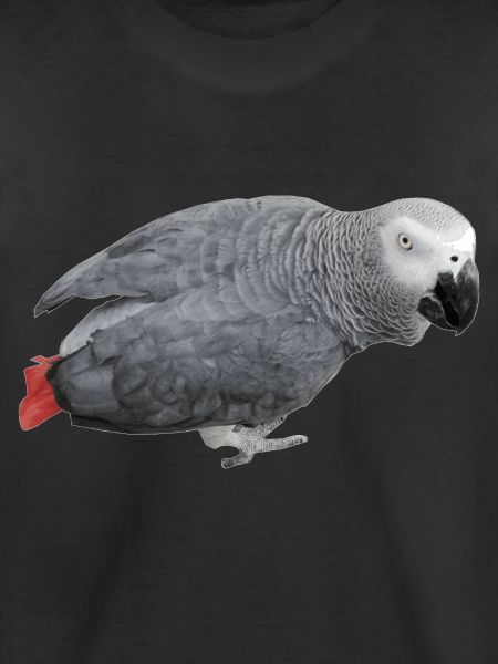 oiseau gris