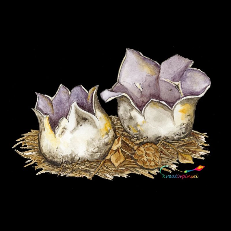 Crown cup (Sarcosphaera coronaria)