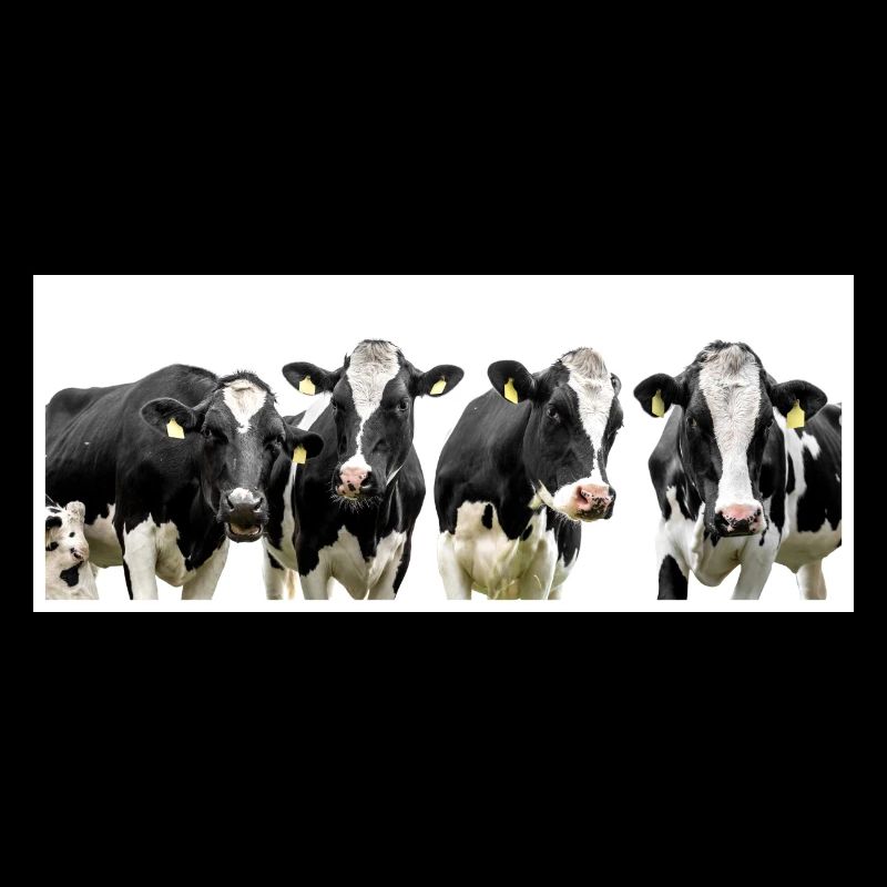 cows