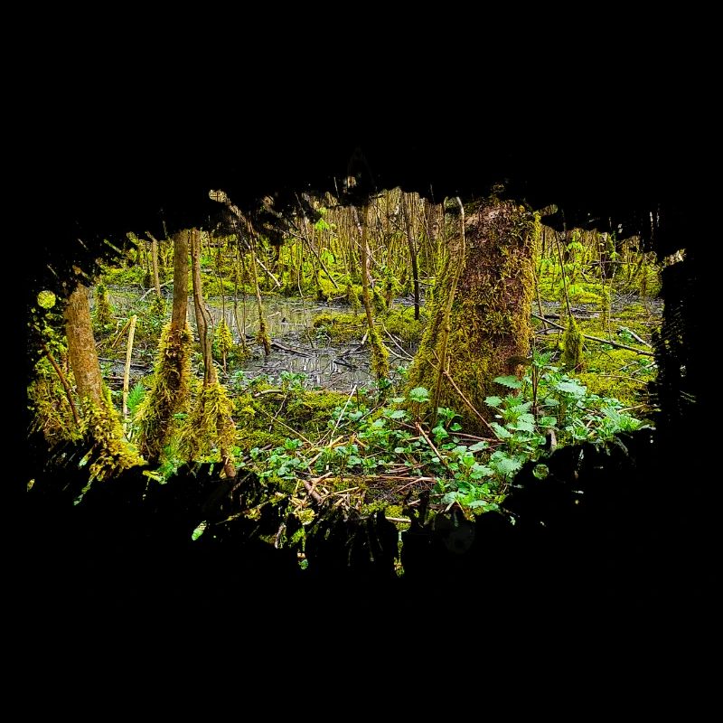 Nature Forêt Marais Peinture Éclaboussures d’eau