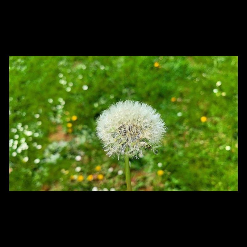 Dandelion