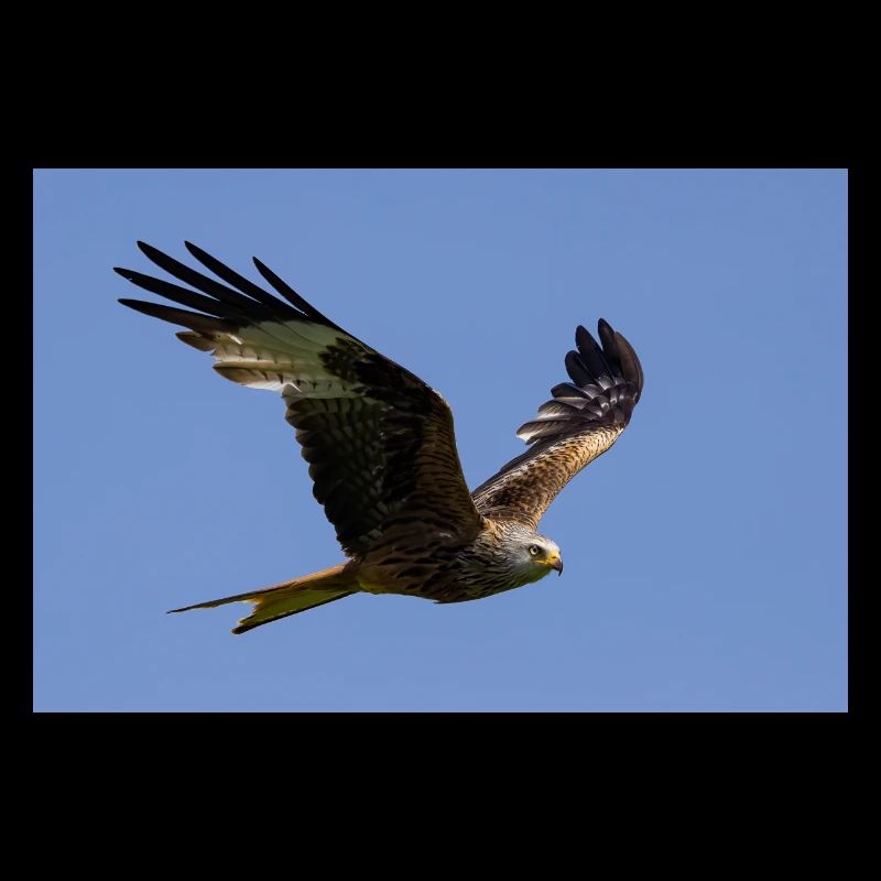 Red kite in flight