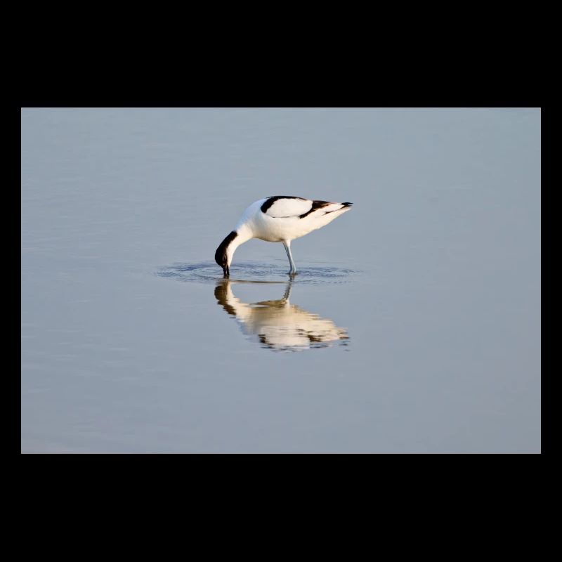 Avocets Hunting