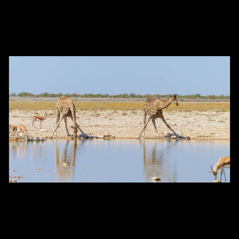 Paysage à la rivière Cubango avec girafe