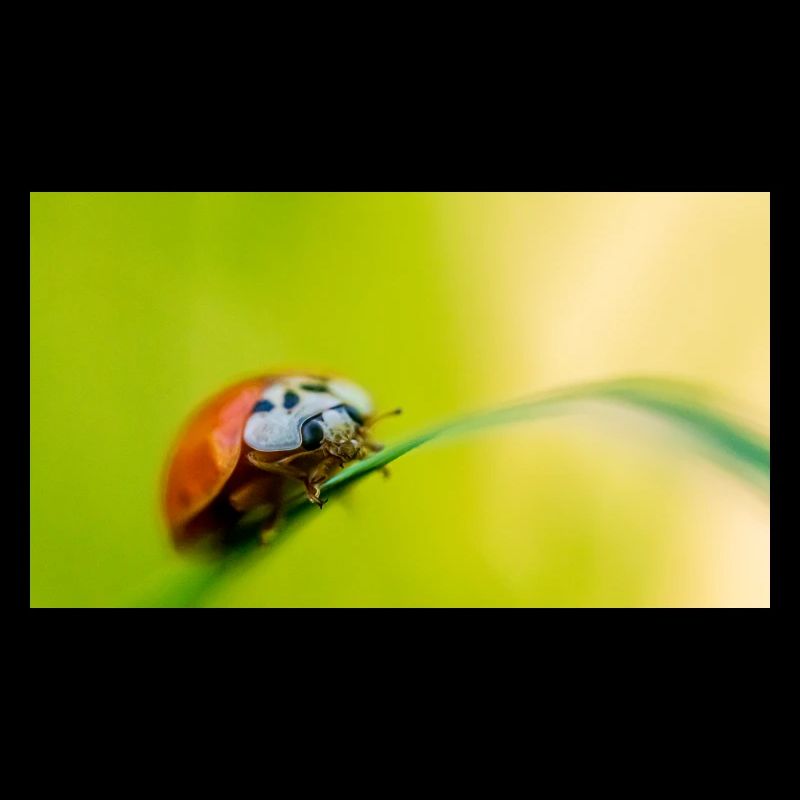 ladybug