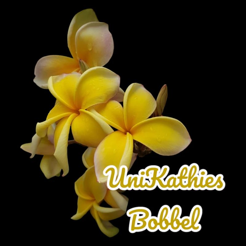 Unikathies Bobbel