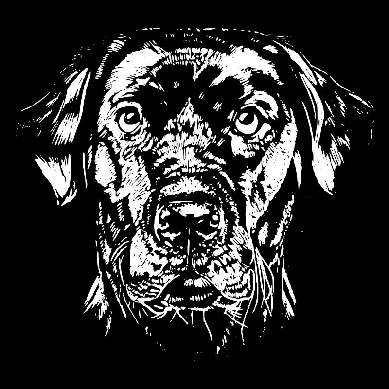 Labrador Retriever - LABBI