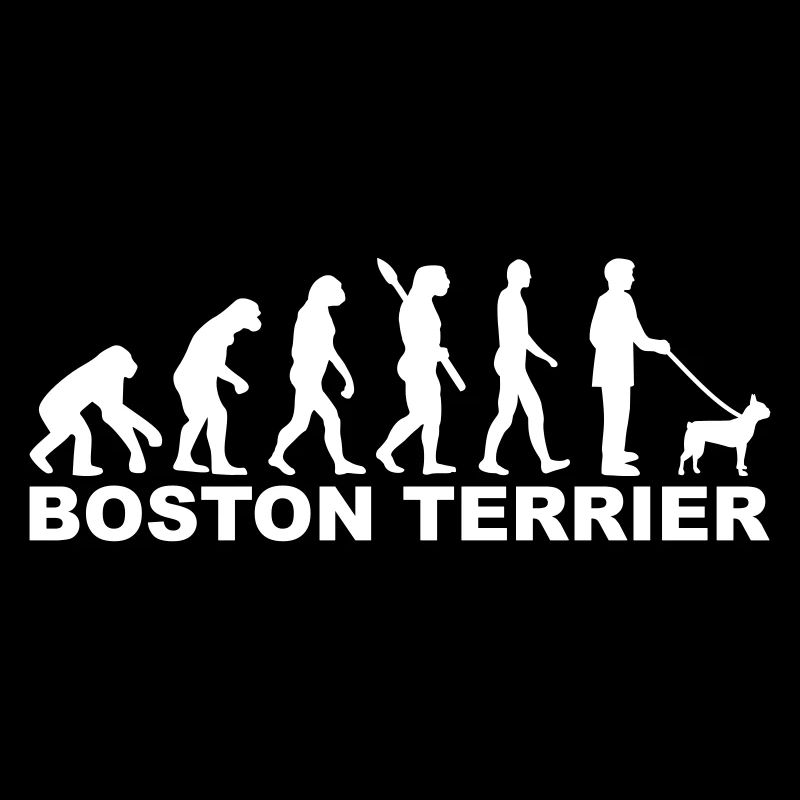 Boston Terrier