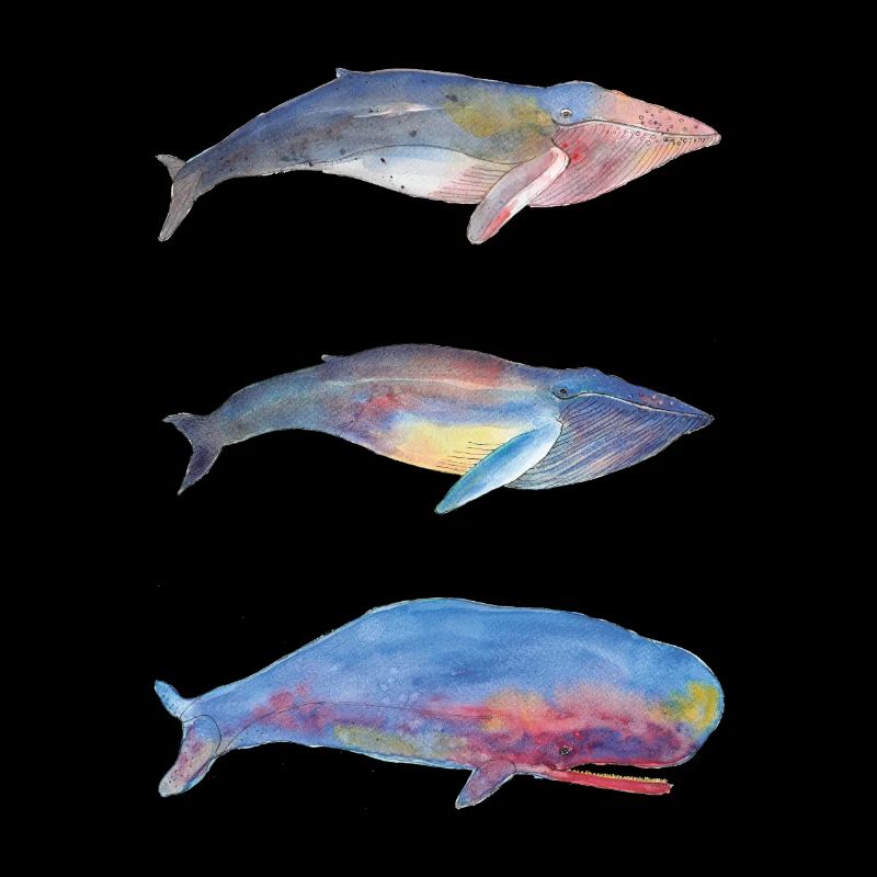 3 Baleines