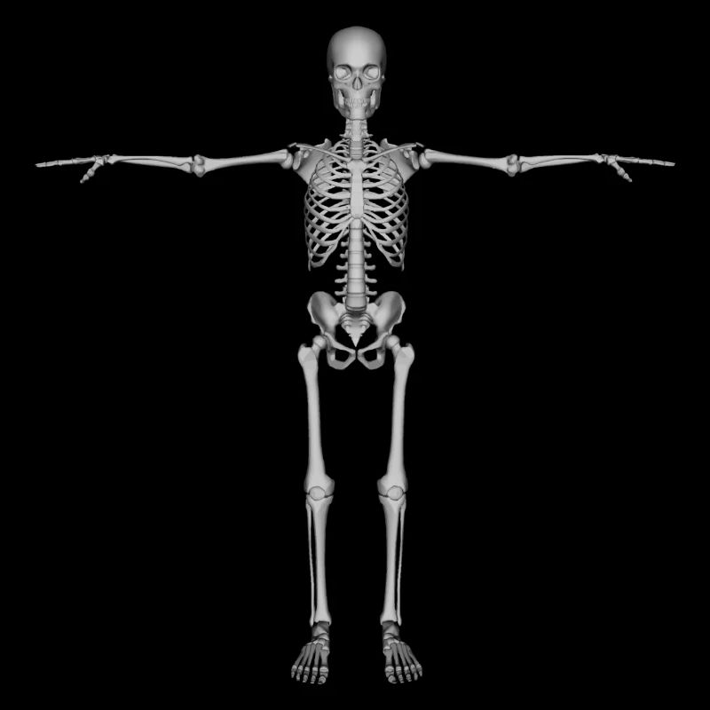 skeleton skeleton bones bones skull schaedel66