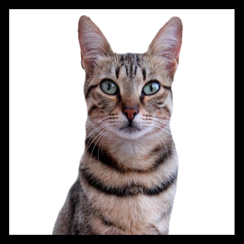 Chat chat chaton doux