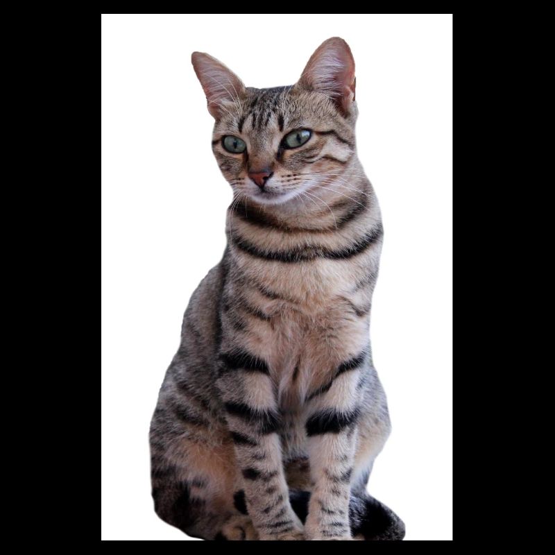 Chat chat noir chaton