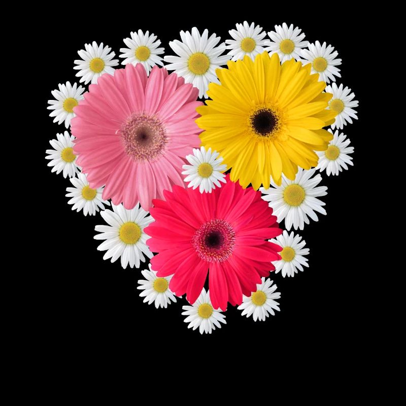 Gerbera Blossom Daisies Floral Floral Pattern