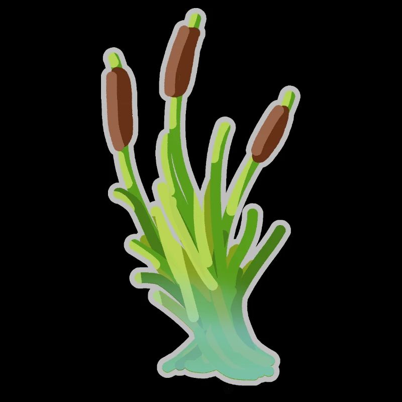 Reed