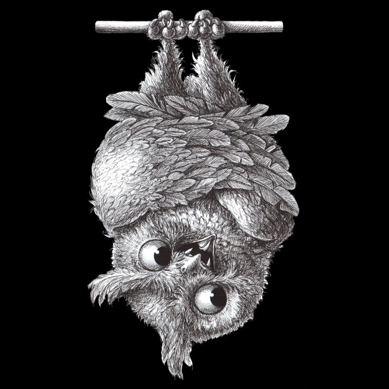 Vampir Eule - Dracula Eule