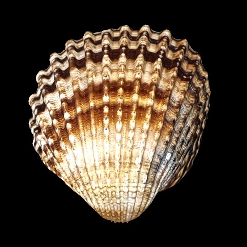Seashell Beach Majorca Atlantic Maritime Sea Beach Beach